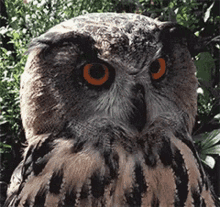 Owl Animal GIF