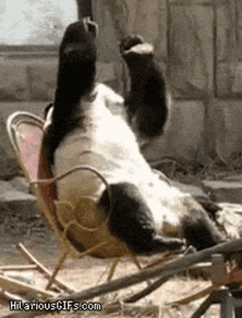 Oh God What Have I Done Panda GIF - Oh God What Have I Done Panda Desperate GIFs