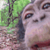 a close up of a chimpanzee 's face with a blurry background .