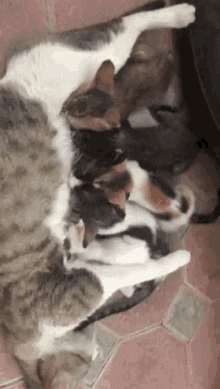 Rofida Kittens GIF - Rofida Kittens GIFs