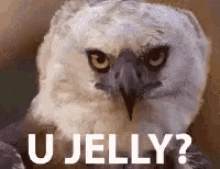 Get With This GIF - Eagle Hawk Jelly GIFs