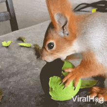 Peeling An Avocado Viralhog GIF - Peeling An Avocado Viralhog Eating An Avocado GIFs