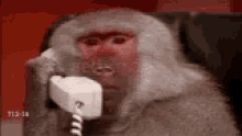 Monkey Phonecall GIF - Monkey Phonecall GIFs