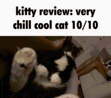 Kitty Review Tim GIF - Kitty Review Tim Cat GIFs
