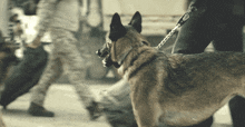 Dogs Acknowledge Each Other Cerberus GIF - Dogs Acknowledge Each Other Cerberus Seal Team GIFs