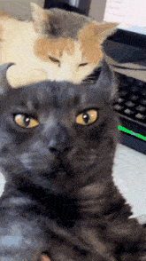 Milly Silly GIF - Milly Silly Cat GIFs