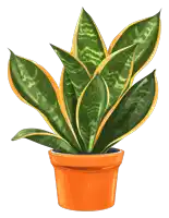 a potted plant with green leaves and yellow stripes