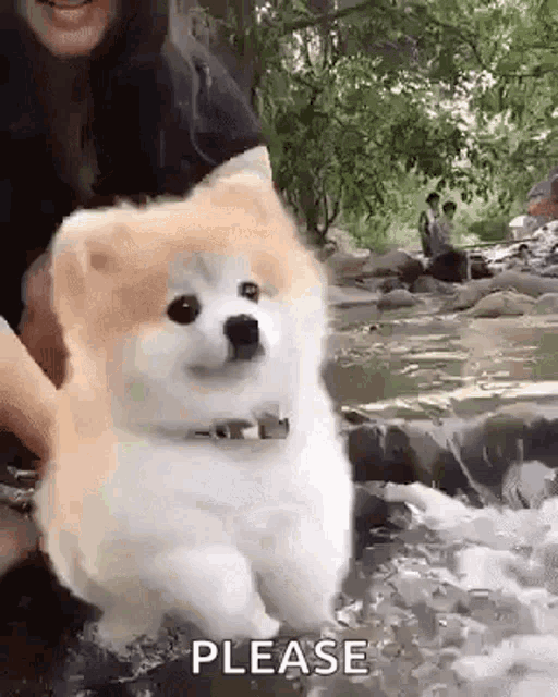 Pretty Please Dog GIF - Pretty Please Dog Cute - Discover & Share GIFs