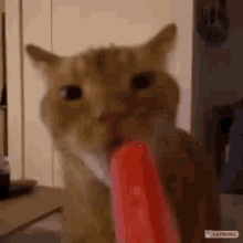 Catpopcicle GIF - Catpopcicle GIFs