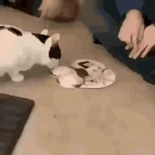 Cat Lick GIF - Cat Lick Anime GIFs
