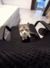 a kitten is sitting on top of a black chair .