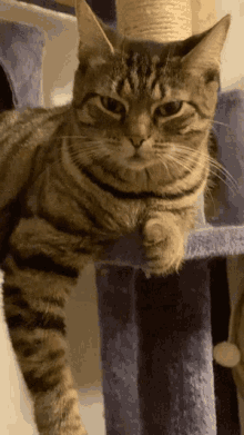 Annoyed Angry GIF - Annoyed Angry Cat GIFs