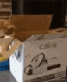 Fail Cat GIF - Fail Cat Box GIFs