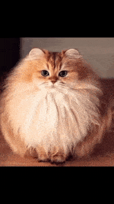 муфлон пушистый кот он не жирный он пушистый GIF - муфлон пушистый кот муфлон он не жирный он пушистый GIFs