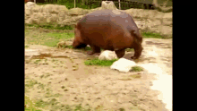 Poopie Poopy GIF - Poopie Poopy Hippo GIFs