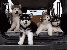 Puppies Dogs GIF - Puppies Dogs GIFs