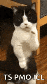 a black and white cat is sitting on its hind legs and looking at the camera .