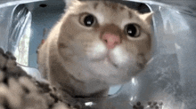 Goobert Hellostreetcat GIF - Goobert Hellostreetcat Cat GIFs