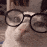 Cat Glasses GIF - Cat Glasses GIFs