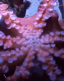 octopus beak cephelopods underwater sea creatures