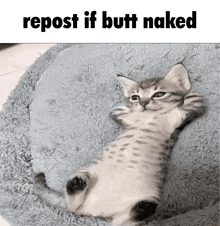 a kitten is laying on its back on a blanket with the caption " repost if butt naked "