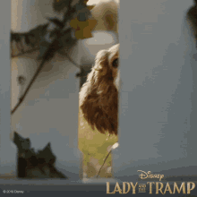 Lady And The Tramp Dog GIF - Lady And The Tramp Dog Cute GIFs