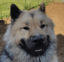 a close up of a dog 's face with a smile on its face