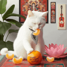 a white cat eating an orange that says happy birthday yoong