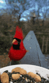 a red cardinal standing next to a bowl of seeds and nuts