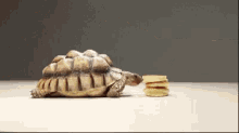 Breakfast Turtle GIF