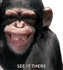 See It There Funny GIF - See It There Funny Monkey GIFs