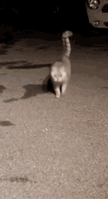 Runningcat Greycat GIF - Runningcat Greycat GIFs