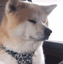 Nasus Dog GIF - Nasus Dog Dog Vomit GIFs