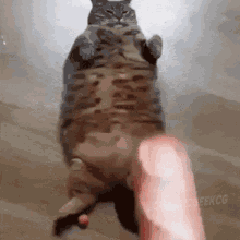 Baguette Cat GIF - Baguette Cat Minecraft GIFs