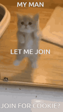 Joinforcookie Cat GIF