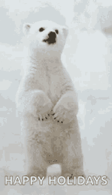 Polar Bear Dancing GIF - Polar Bear Dancing Cute GIFs