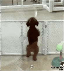 dog dancing dance excited dog