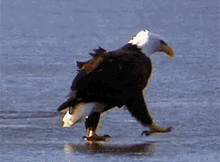 Eagle Walk GIF - Eagle Walk Animal GIFs