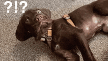 a brown dog with a collar is laying on its back with a question mark behind it