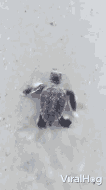 Baby Turtle Viralhog GIF - Baby Turtle Viralhog Swimming Back GIFs