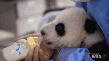 Drinking Milk Pampered Pandas GIF