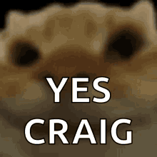 Craig Yes GIF - Craig Yes Cat GIFs