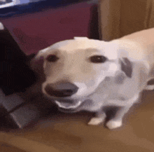 a white dog is standing on a wooden floor with its mouth open