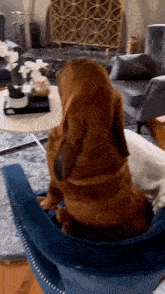 Bloodhound Bloodhound Bored GIF - Bloodhound Bloodhound Bored Tinovcalle GIFs