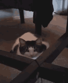 Cat Hiding GIF - Cat Hiding GIFs