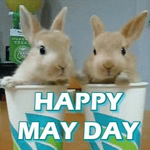 May Day Happy May Day GIF - May Day Happy May Day Bunny GIFs