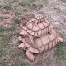 Travel Turtle GIF - Travel Turtle Carry GIFs