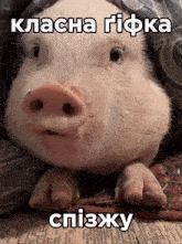 a picture of a pig with a caption in foreign language