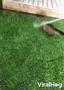 Cat Playing With Water Hose Viralhog GIF