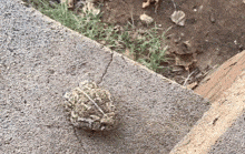 Toad Cat Touching Toad GIF - Toad Cat Touching Toad Boop GIFs